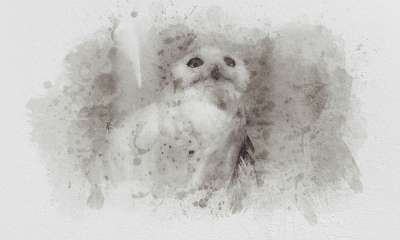猫头鹰 鸟 绘画 动物 猛禽 野生动物 水彩 黑和白 背景
