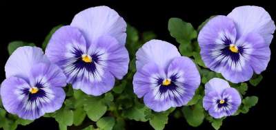 花朵 三色紫罗兰 紫红色 绽放 植物 花园 自然