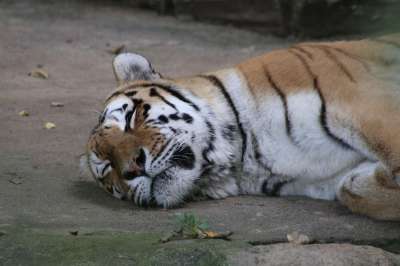 老虎 动物 动物园 大猫 条纹 睡觉 猫科动物 哺乳动物 草