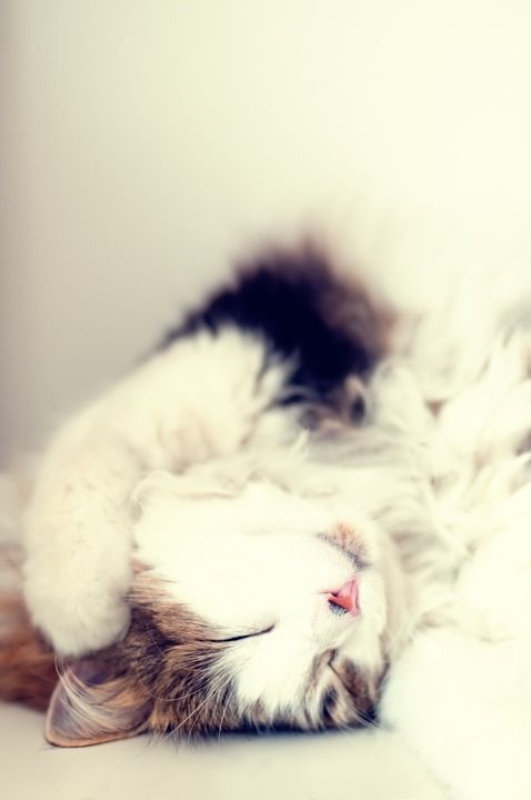 猫 猫科动物 动物 宠物 可爱的 小猫 蓬松的 毛皮 基蒂