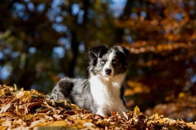 澳大利亚牧羊犬迷你 狗 树叶 说谎