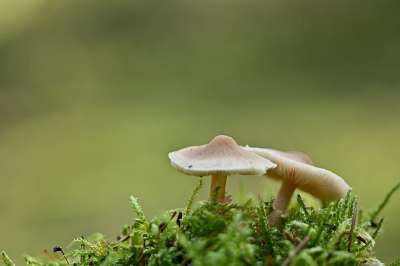 蘑菇 菌类 真菌学 苔藓 森林地面 自然