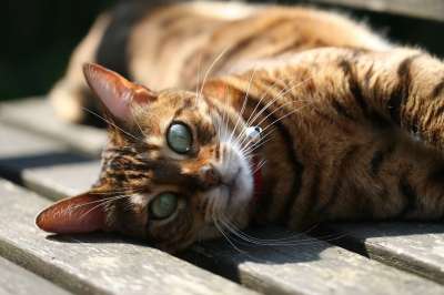 猫咪 动物王国 哺乳动物 可爱的 宠物 孟加拉 孟加拉猫