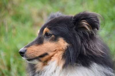 狗 年轻的狗 肖像狗的档案 设得兰群岛牧羊犬 设得兰群岛的三色的牧羊犬