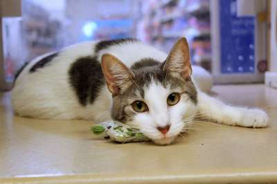 猫 猫科动物 小猫 动物 宠物 肖像 老虎 可爱的 国内的
