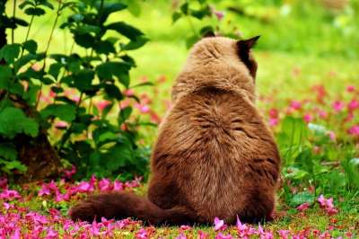 英国短毛猫 猫 野生动物 家猫 毛皮 动物 家畜 纯种 毛茸茸的