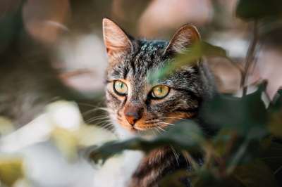 猫 宠物 猫科动物 动物 毛皮 基蒂 国内的 国内的猫 猫肖像