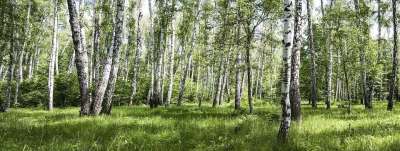 Birch 森林 草 太阳 晴天 天空 蓝色的 绿色 白色的