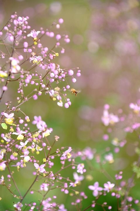 春天 野花 花 乐趣 等待 温暖 舒适 希望