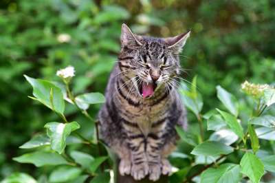 猫 家畜 家猫 小猫 野生动物 可爱的 肖像 头 猫脸