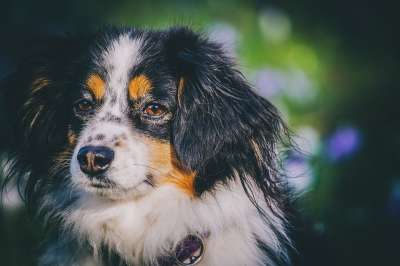 澳大利亚牧羊犬 狗 动物 纯种狗 牧羊犬 细心 友好的 母狗