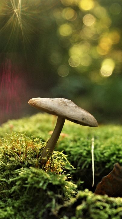 蘑菇 苔藓 自然 菌 森林 秋天 散景 真菌学
