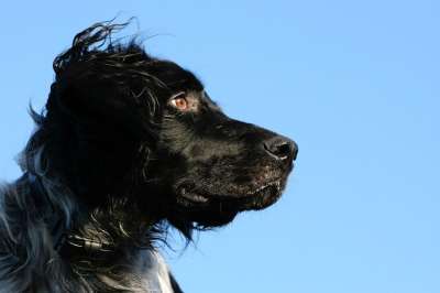 明斯特兰德 狗 猎犬 黑色的 聪明的 犬类 伴侣 指针 动物