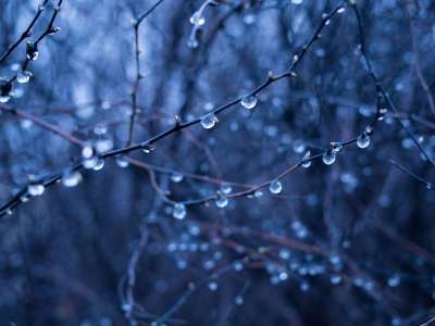 雨滴 湿的 分行 树木 森林 自然 黑暗的 蓝色的 蓝色的森林
