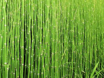 冲刷马尾 植物 自然 绿色 野生植物 目睹 户外的 绿色的大自然