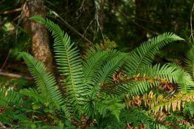 蕨类 森林 自然 绿色 植物 照明心情 森林地面 植物群 叶蕨