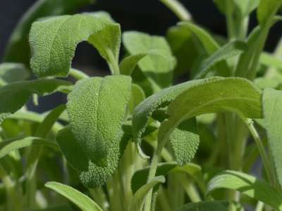 真正的圣人 智者 树叶 烹饪草药 Sage 树叶 鼠尾草叶 绿色