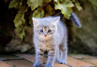 小猫 猫 宠物 动物医院 动物 可爱 曲奇 甜 眼睛 球员