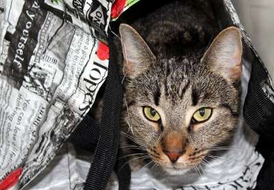 猫 宠物 隐藏 隐藏在袋子里