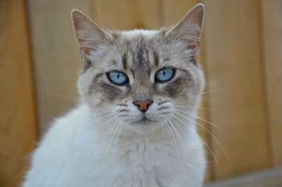 猫 猫咪 肖像 蓝眼睛 猫科动物 哺乳动物 伴侣 动物 捕食者