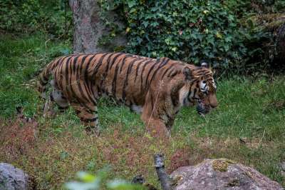老虎 自然 野生动物 捕食者 猫 动物 野猫 动物肖像