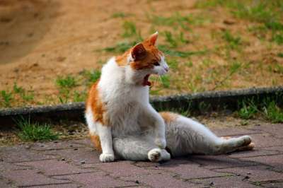 猫 幽默 坐着的猫 猫脸
