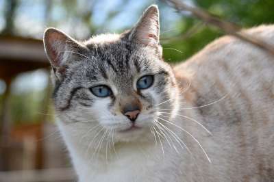 猫 肖像猫 欧洲猫 猫猫云 女性 猫蓝色的眼睛 胡同猫 动物