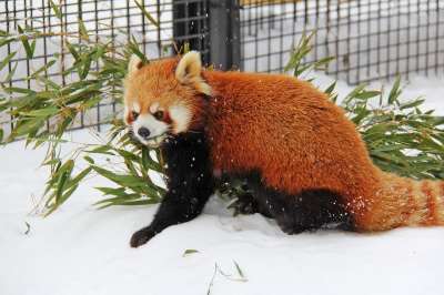 小熊猫 熊 熊猫 可爱的 冬天 寒冷的 雪 旭川 动物园 亚洲