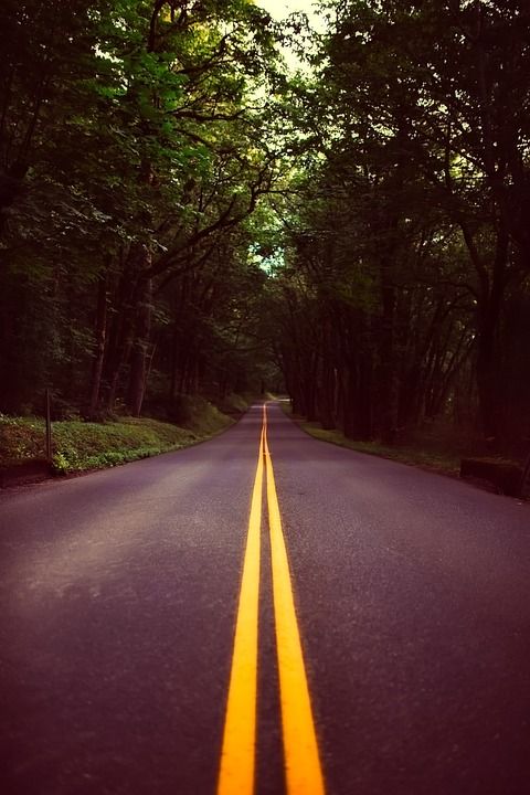 俄勒冈州 景观 森林 树木 路 高速公路 旅行 自然 户外