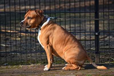 狗 动物 哺乳动物 犬类 宠物 国内的 坐着 户外的 皮带