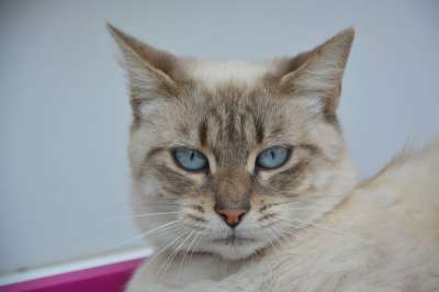 猫 女性 肖像 蓝眼睛 家畜 猫科动物 猫看 可爱 动物