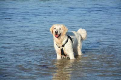 狗 金毛猎犬 水 海 家畜 女性