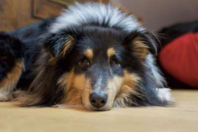 高野 狗 宠物 动物 设得兰群岛牧羊犬 品种 家犬 犬类