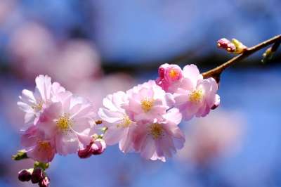 樱花 粉红色的花朵 花朵 开花 春天 自然 特写