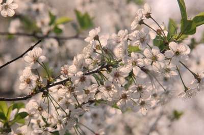 花朵 樱桃 盛开 春天