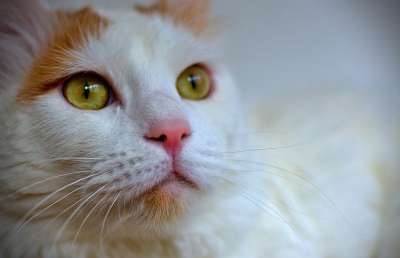 猫 土耳其面包车 白 宠物 猫脸 白色猫咪 动物
