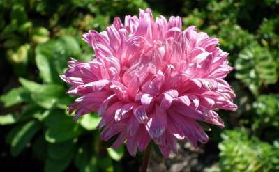 花 翠菊 粉色的 花园 在秋天 谷物 性质 特写
