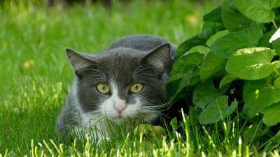 猫 宿醉 毛鼻子 黑和白 发现 Knuffig 可爱的 动物