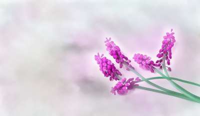 葡萄风信子 紫红色 春天 风信子 三 尖花 春天的花朵