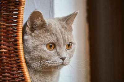 猫 可爱的 宿醉 小的 年轻 动物 家畜 毛皮 柔软的 灰色的