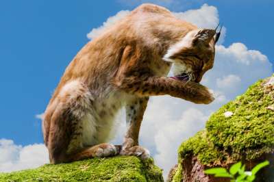 猞猁 动物 猫 哺乳动物 野生动物 捕食者 野猫