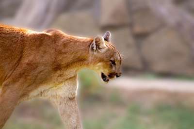 动物 狮子 哺乳动物 猫科动物 物种 动物群 野生动物 猫