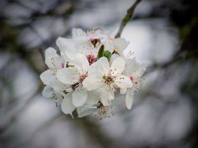 樱桃 樱花 开花 树 花 自然 白色的 樱桃花 果树 李子树