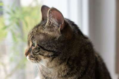 猫 动物 家畜 猫眼 幼兽 Tigerle 老虎 宿醉 看法