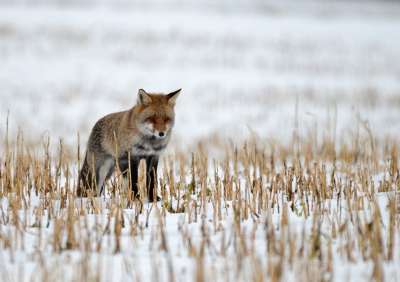 狐狸 捕食者 野生 雪 冬天 性质 动物区系 毛 卢森堡