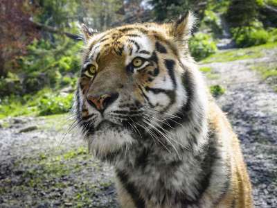 老虎 动物园 捕食者 野生动物 野猫 大猫 危险的 猫 食肉动物