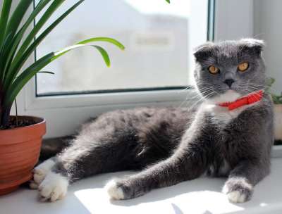 猫 英国 在窗台上 英国猫 折 宠物 小猫 灰色的 家猫