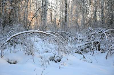 森林 冬季 雪 冬季森林 灌木丛 自然 树木 早晨 日出 漂移