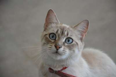 猫 动物 小猫 阴云 蓝眼睛的猫 女性 哺乳动物 猫科动物 灰猫
