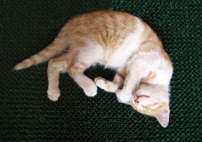 猫 男性 Kitty猫 年轻 睡觉的 休息 小 可爱的